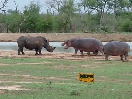 A rhino takes on a hippo family: Who wins the battle of the giants?