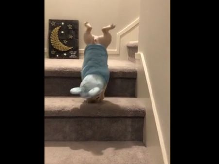 This cute dog makes an incredible journey to reach his favourite fruit