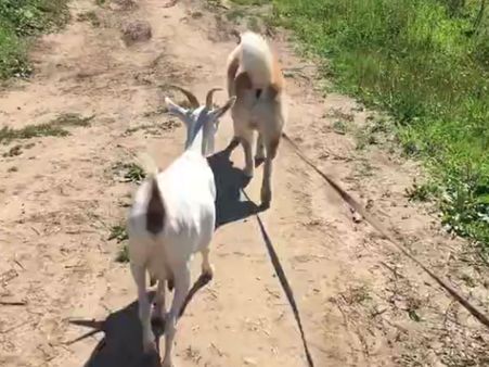 This dog has quite an unusual friend at walk