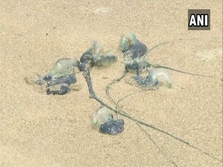 Hoardes of blue bottle jellyfish attack Mumbai coast, 150 injured