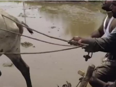 Have you seen the Indian version of Kiki challenge? Well, this assures complete safety