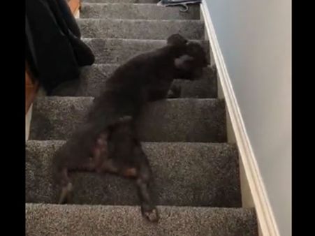 The lazy dog moves down the stairs in a bizarre way; watch