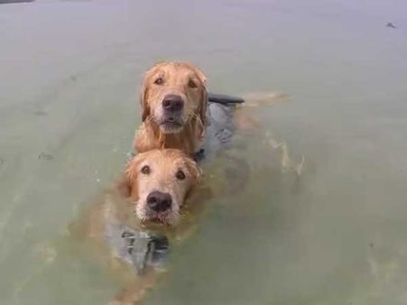 This dog is tired while swimming but finds a way out to make it safely