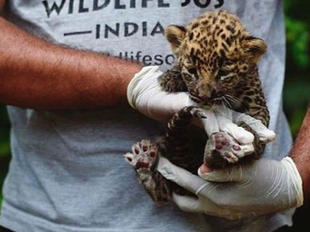 Guess who was sleeping next to these kids? A leopard