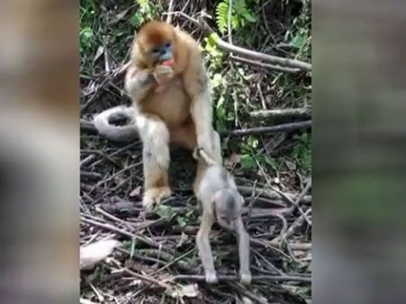 Mom monkey has a funny way of parenting her naughty kid