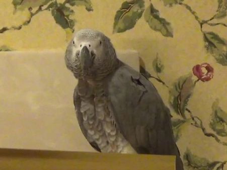 Einstein is not a human but can mimic other animals till he’s pissed off & says that’s all