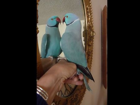 This self-obsessed parrot kisses itself; watch video to see how it did it