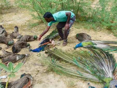 Mystery: 47 peacocks found dead near Madurai