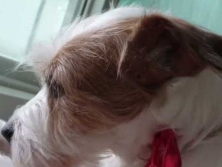 Cute dog wants to be pampered more; keeps on reminding owner