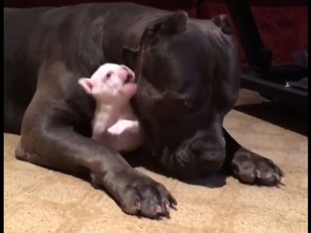Video: The puppy is eager to play with its big buddy; watch what the biggie does to him