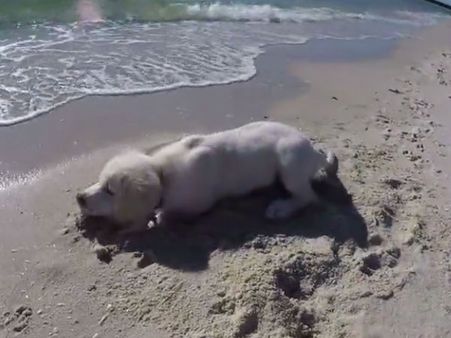 What made this adorable puppy lose his cool?