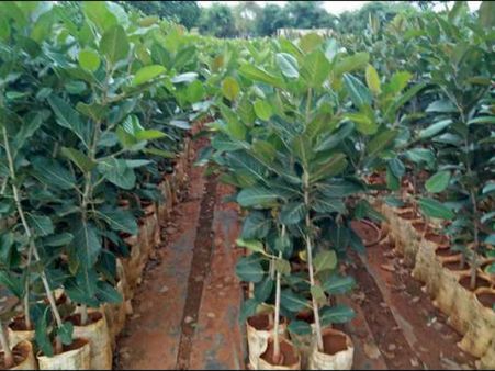 Plantation drive at bio-diversity park in Noida