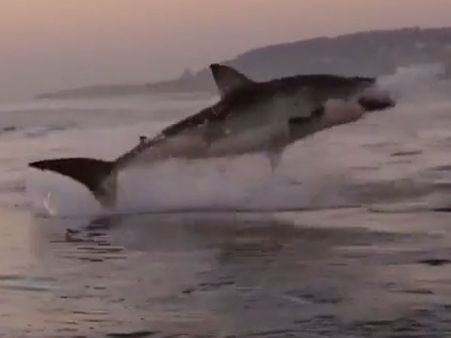 As absorbing a scene from Jaws? Watch the super slo-mo picture of this great white shark leaping