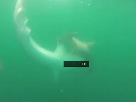 Two sea monsters clash under water and this photographer is not ready to let this opportunity go