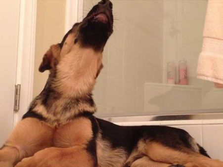 Stray dog saves life of doctor who had given her a new life 2 years ago