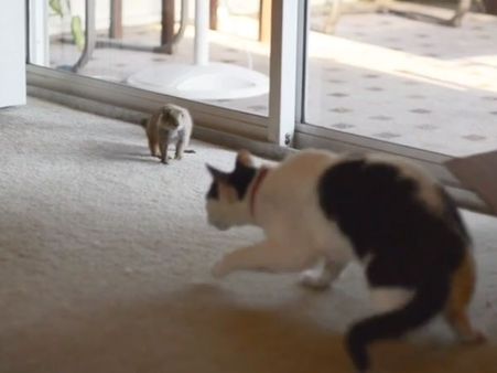 What if you have ‘Tom and Jerry’ in action in your house the whole day?