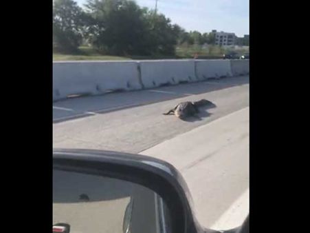 We never expected this animal on the expressway but it did reach somehow!