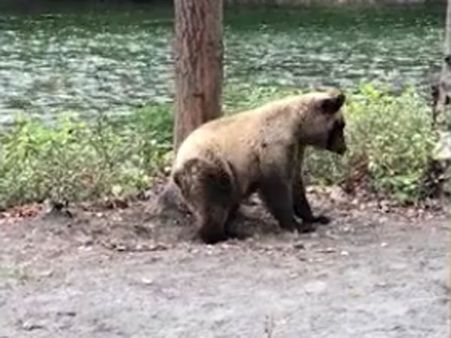 This brown bear has an acute problem and it solves it in a funny way