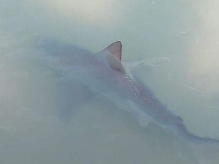 This man did not expect what he would see in his house backyard!