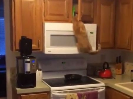 This cat is such a foodie that it reaches out to its treat by hook or crook