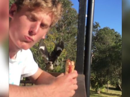 Hungry bird misses stealing man’s food by a whisker… a great slow-mo video to watch
