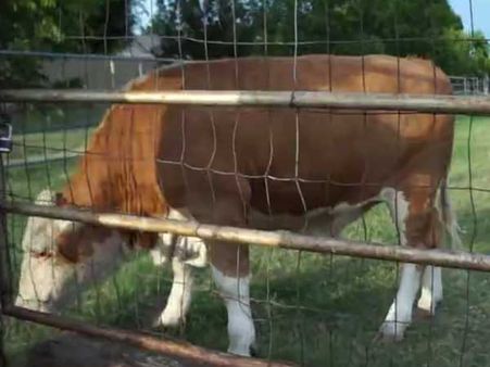 This cow runs like a dog when called, adorable!