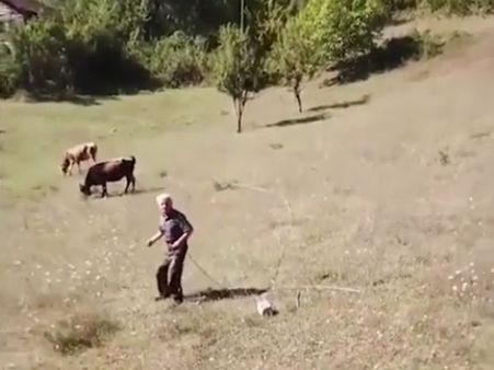 What’s that flying at him? Rattled shepherd lashes out at the object… hilarious reaction