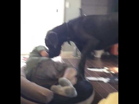 Huge dog finds his bed ‘illegally’ occupied! Watch his reaction