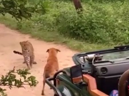 This is the most unique face-off you will ever see