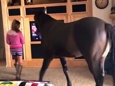 We have heard about the elephant in the room; here is a horse in the room!