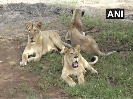 Gir Lion deaths: Is it time to find a second home for Asiatic lions?