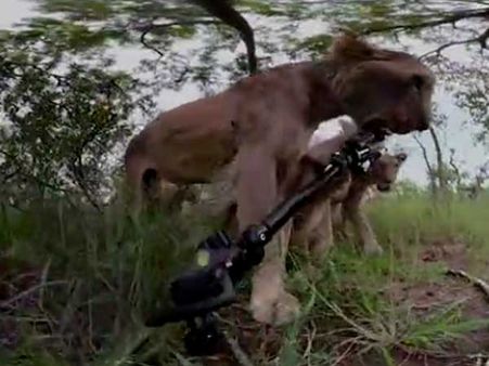Do you want to see yourself as a lion’s prey? This video gives a fair idea