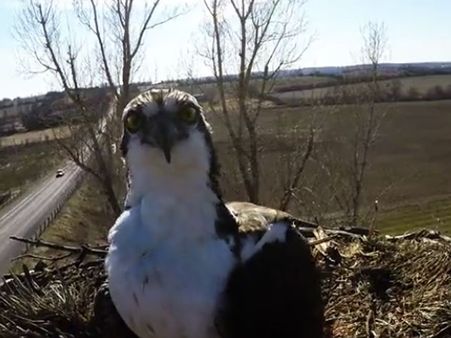 Who dared to put a camera in my home? Bird looks not pleased and pecks away at it