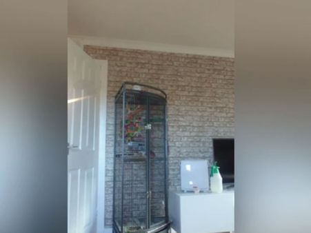 Bizarre but true! This parrot has an opinion on Donald Trump