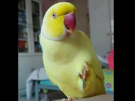 This parrot has a terrible identity crisis and it is struggling to solve its problem