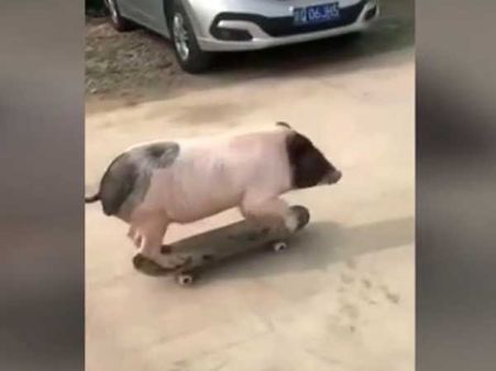 See it to believe it! This animal using a skateboard in style
