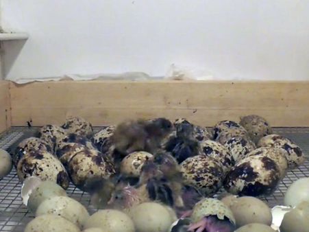 Watch: Baby quails hatch and meet siblings inside incubator