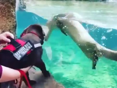 Fresh service dog has a distraction on Day 1; will he make a good officer?