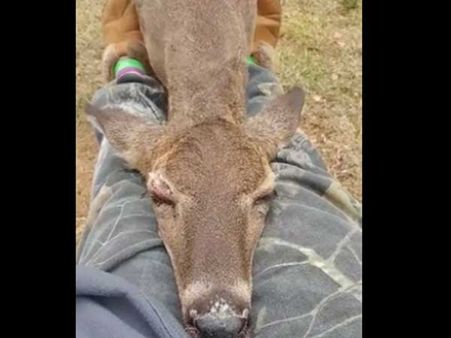 This deer is sleeping on a woman’s lap… is it too brave or is there some other reason?