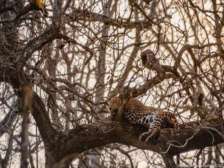 Man-animal conflict: Wildlife comepensation policy needs to be revised, say expert