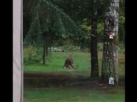 Woman sees carnivore dragging a deer away just behind her house… scary!