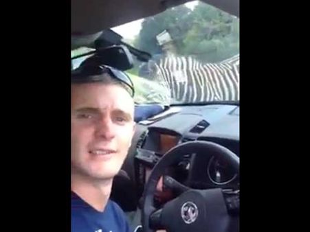 Is this zebra using the zebra crossing to cross the road?