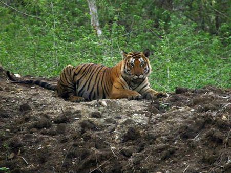 Centre moots elevated road through Bandipur, activists threaten to protest