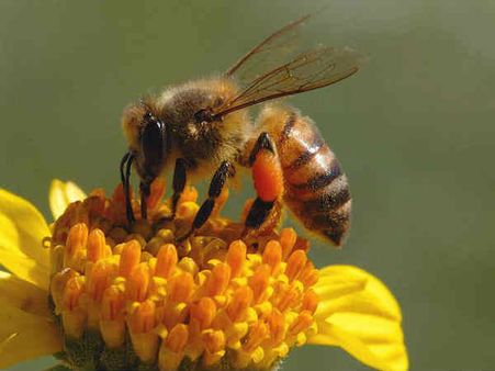 Bees take a break during a total solar eclipse: Here’s why