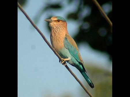 How superstitions surrounding Dasara is killing this beautiful bird