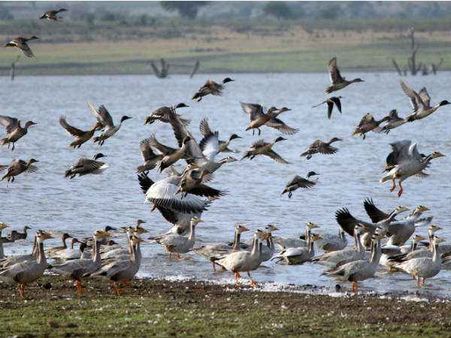 How bird watching is helping conserve small species in Karnataka
