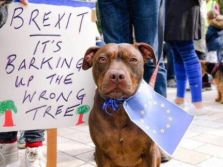 Why Britain's dogs are also protesting Brexit