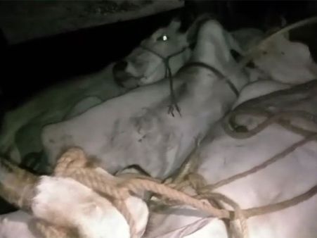 Cattle smugglers fire at police in Rajasthan, 4 cows rescued