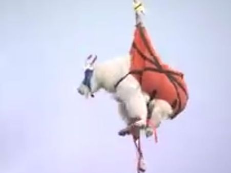 Officials relocate mountain goats after they grow strong desire for human pee!