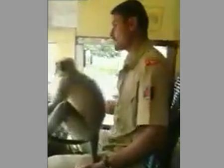 Karnataka state bus driver allows monkey to drive vehicle; social media goes berserk